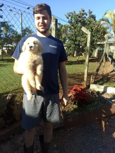 Filhotes de Golden 