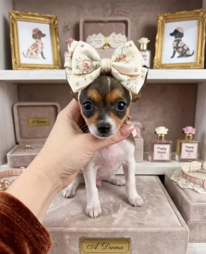 Mini Pinscher Fêmea Encantadora
