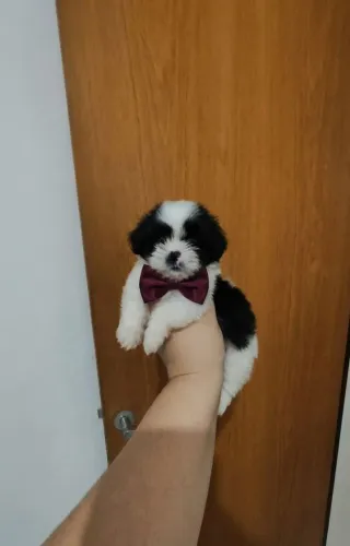 Filhote de Shih Tzu Macho