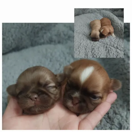 Shih tzu