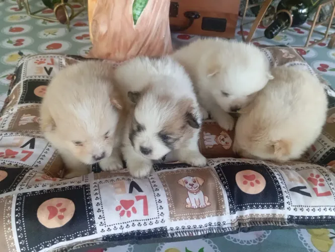 Filhos de Lulu