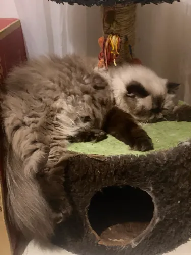 Gato persa macho 