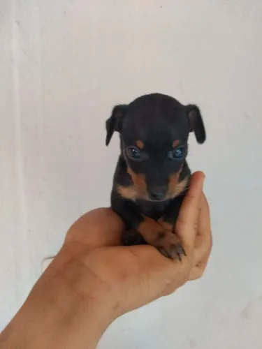 Pinscher 0