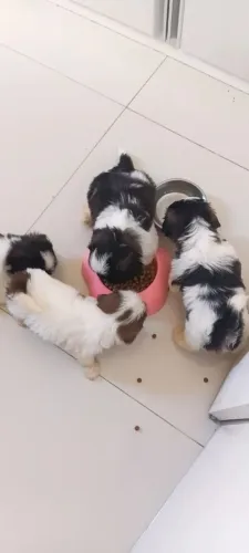 Vendo filhotes de shitzu todos machos.
