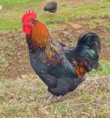 Galo Caipira Pescoço Vermelho (Excelente Padrão / Reprodutor)