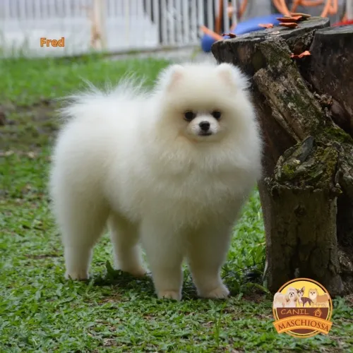 Padreador Spitz Alemão. Branco. Pedigree CBKC em mãos