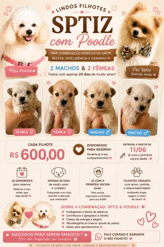 Cachorro