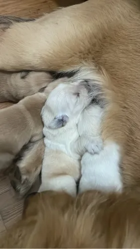 Filhotes Golden RETRIEVER