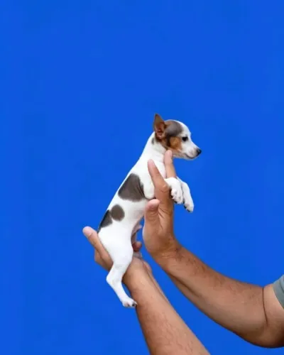 Pinscher unissex 