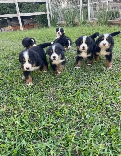 Bernese de Linhagem Nobre: O gigante gentil com V10 Importada e Pedigree CBKC.