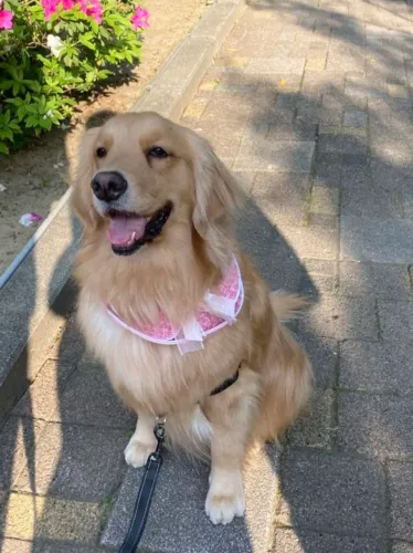 Vende Golden Retriver