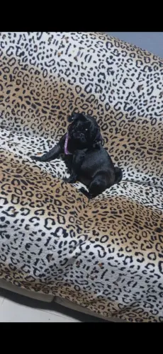 Pug femea adulta