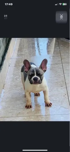 Buldogue francês