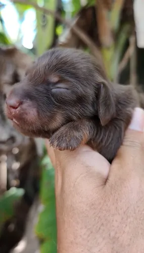 Dachshund Chocolate Pelo Longo