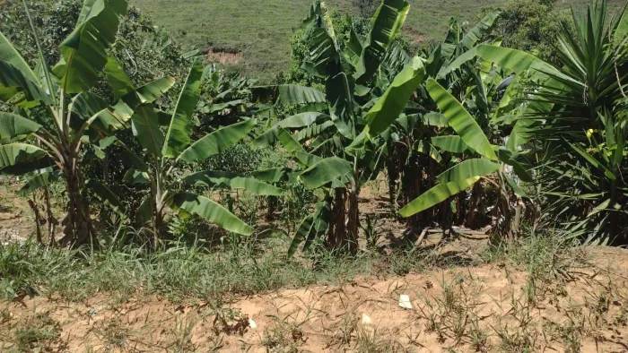 Lote/terreno