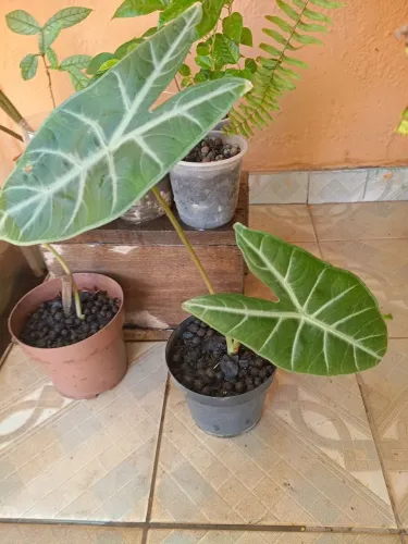 Muda de alocasia
