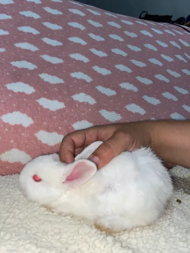 COELHO FILHOTE PET - criado na mamadeira