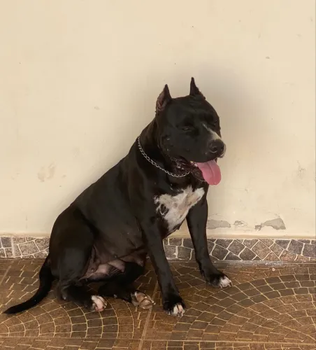 Vende-se filhote de Pitbull