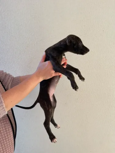 Femea de galgo ingles a venda