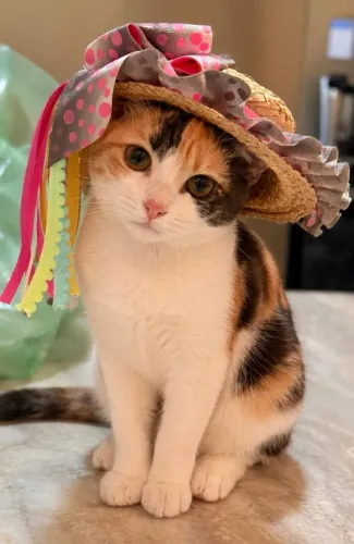 Gatinha fêmea fofinha
