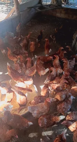 VENDE-SE FRANGAS DE GALINHAS POEDEIRAS COM 3 MESES DE IDADE