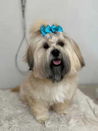 Procura macho pra cruza