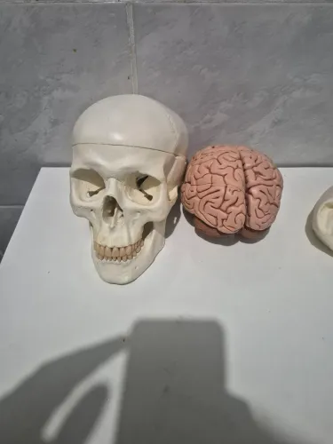 modelo anatômico em tamanho real de crânio humano com encéfalo