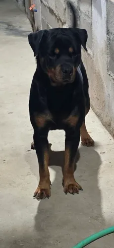 Rotweiler cabeça de touro puros