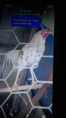 Animais de estimação 