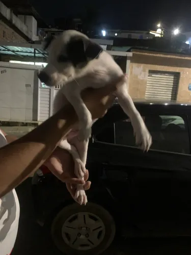 Filhote macho disponível para adoção 