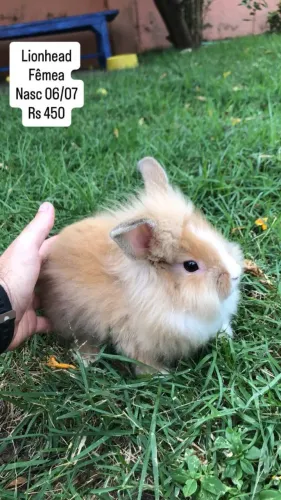 mini coelhos Lion Head 