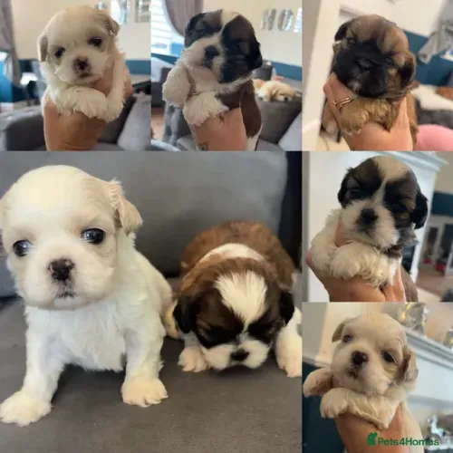 Filhotinhos Macho e Fêmea Vacinados Shih tzu/shitzu SP