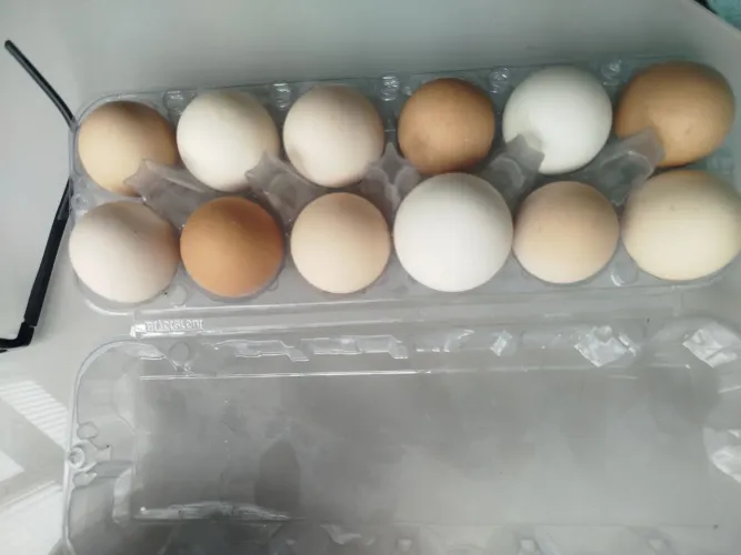 Ovos Orgânicos