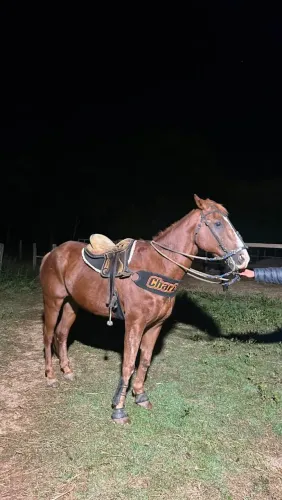 Cavalo quarto de milha