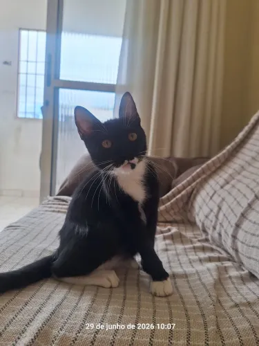 Gato