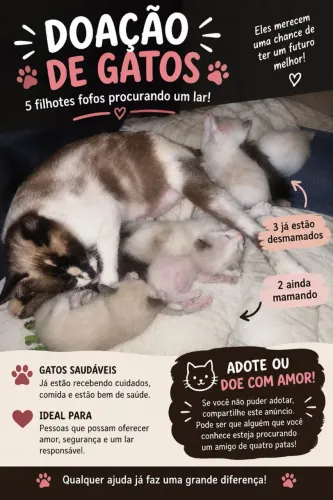 Doação de gatos filhotes 