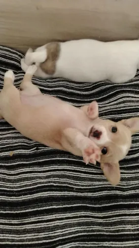 PINSCHER NÚMERO 01, SÓ FÊMEAS.