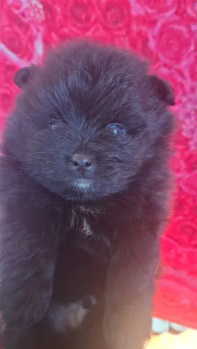 Lulu da pomerania macho Anão 