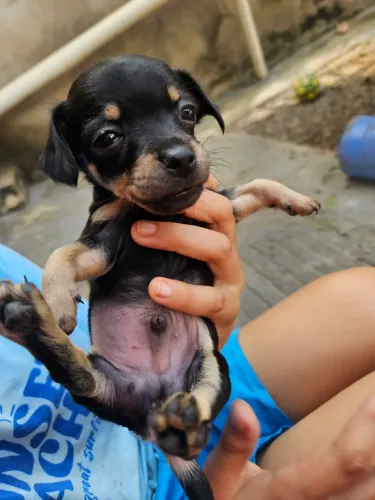 Pinscher 1