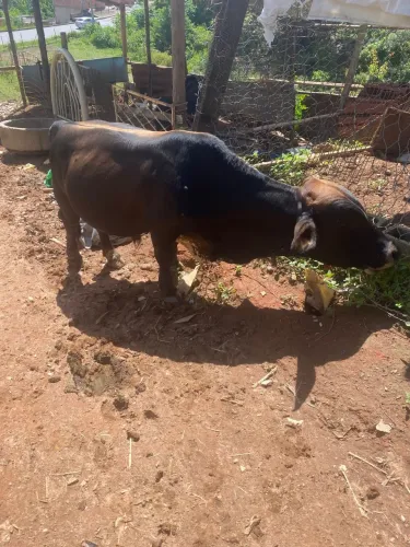 Mine boi vendo ou troco por outra vaca 