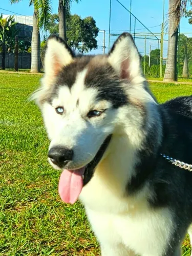 Lindo HUSKY SIBERIANO em PROMOÇÃO RELÂMPAGO!!!  VACINADO, com PEDIGREE e MICROCHIP!!!