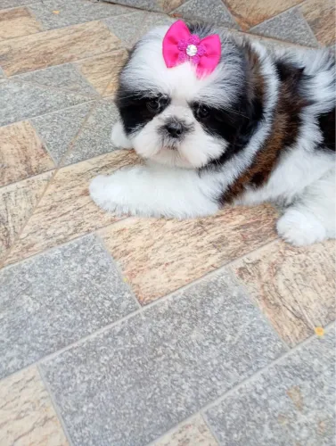Shih Tzu lindos bebês disponíveis