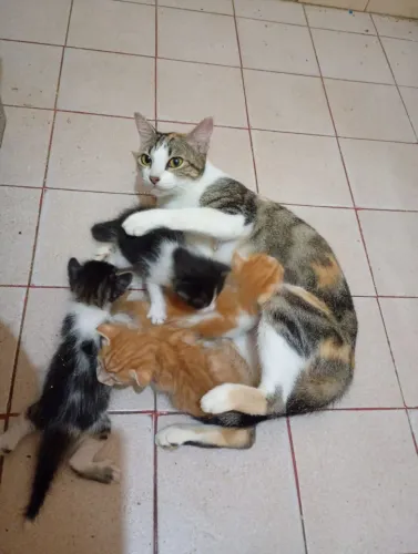 3 gatos machos e 1 fêmea (ver descrição completa)