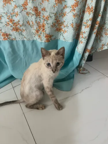 Gata para adoção 