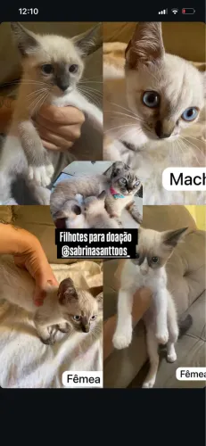 Doação gatinhos filhote