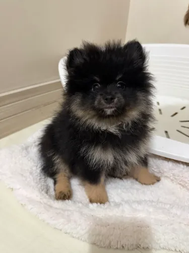 Spitz Alemão Anão (Lulu da Pomerânia)
