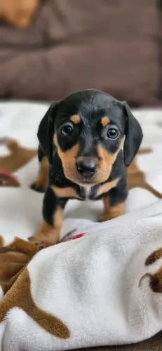 Basset Daschund Com Pedigree