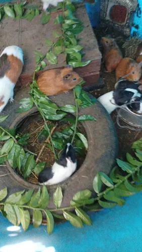 Porquinho da índia