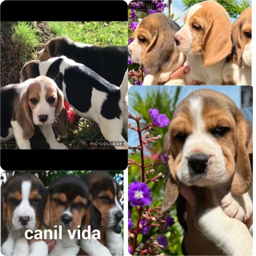 Beagle 13 polegadas com. Pedigree disponíveis  para venda .