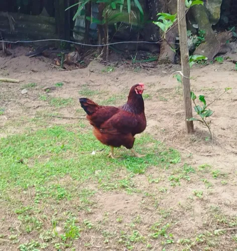 Vendo 2 Galinhas e 1 Galo Rhodes Island Red